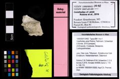 Foto (Objekt + Etiketten) von Galatheites aiola (Robins, Feldmann, Schweitzer & Bonde, 2016) 